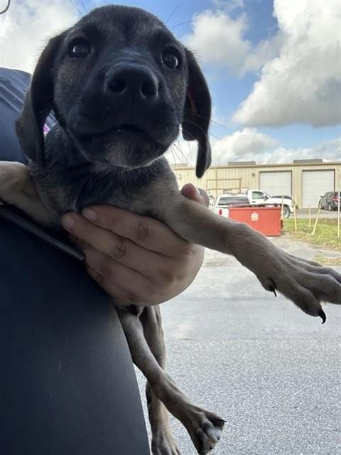 Photo of A661877, adoptable German Shepherd Dog in Houston, Texas