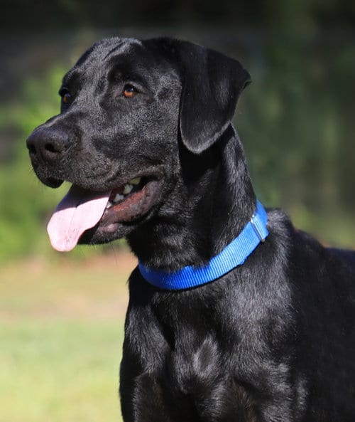 Photo of Ruger, adoptable Labrador Retriever in North Fort Myers, Florida