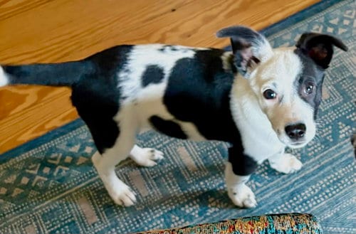 Photo of Zig Zag, adoptable Border Collie in Mount Airy, North Carolina