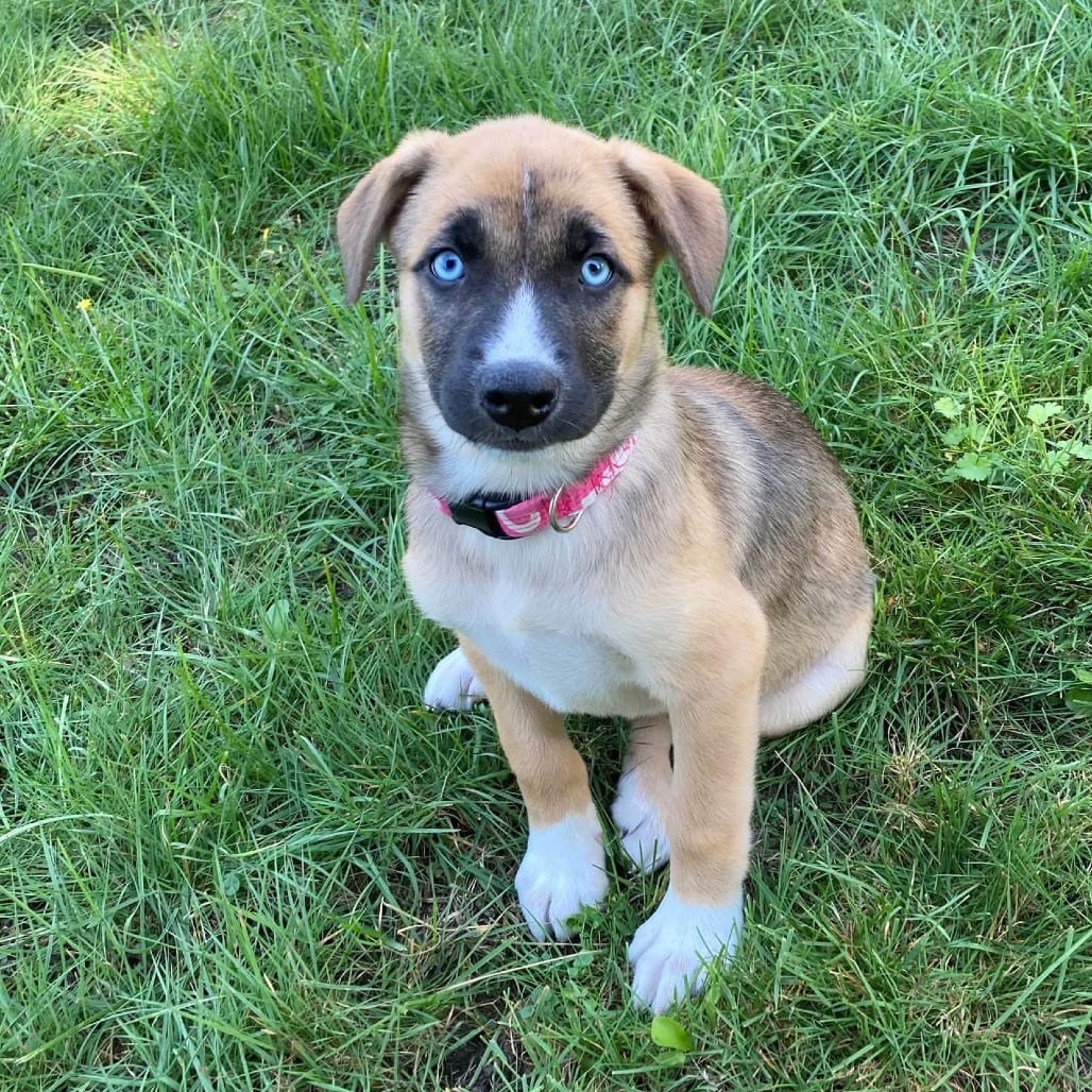 Photo of Catelynn, adoptable Mixed Breed (Medium) in West Olive, Michigan