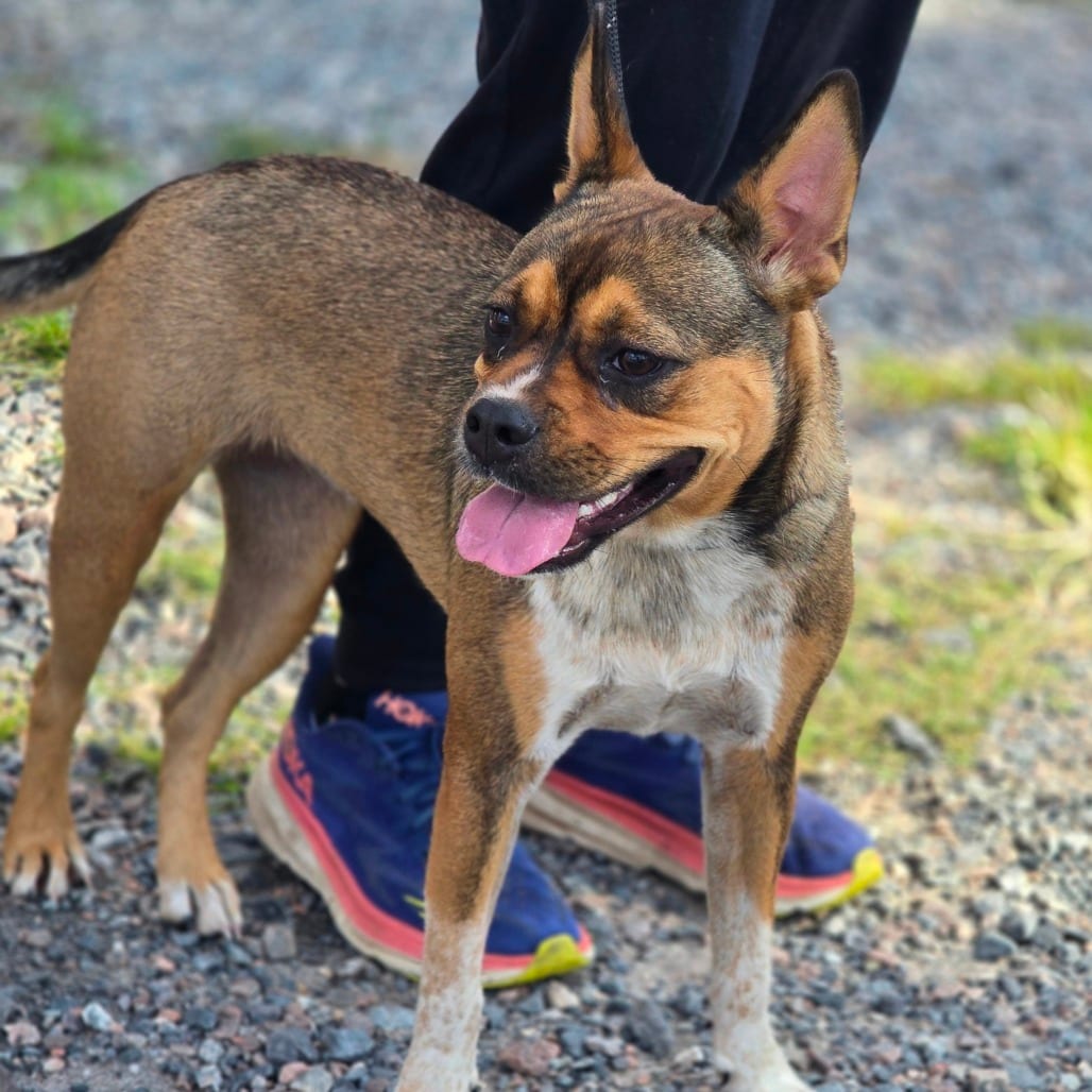 Photo of Eggs, adoptable Bulldog / Mixed Breed (Medium) in Hinesville, Georgia