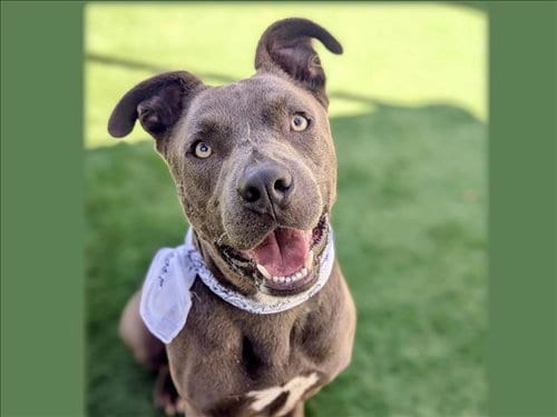Photo of Goofy, adoptable Pit Bull Terrier in San Pedro, California