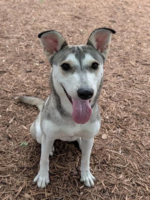 Photo of Ruby, adoptable Siberian Husky in Plano, Texas