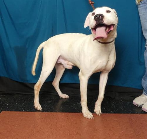 Photo of Smiley, adoptable Pit Bull Terrier in Ukiah, California