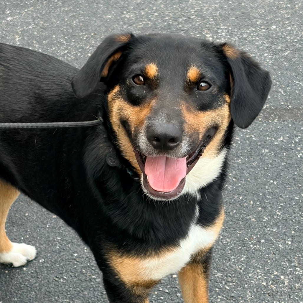 Photo of Trapper, adoptable Mixed Breed (Medium) in Pineville, Missouri