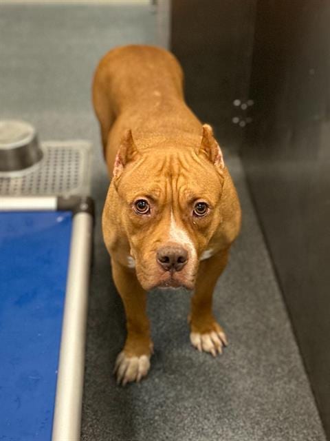 Photo of Stella, adoptable Mixed Breed