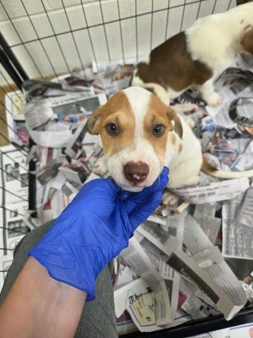 Photo of Noodle (NY-Danielle), adoptable Labrador Retriever in SHERBURNE, New York