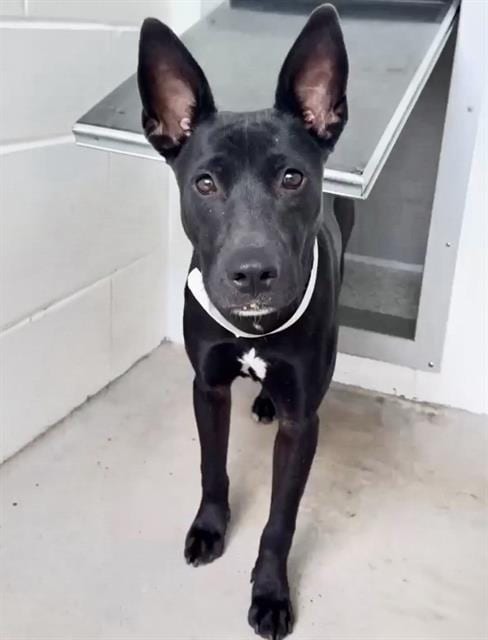 Photo of A662032, adoptable Australian Kelpie in Houston, Texas