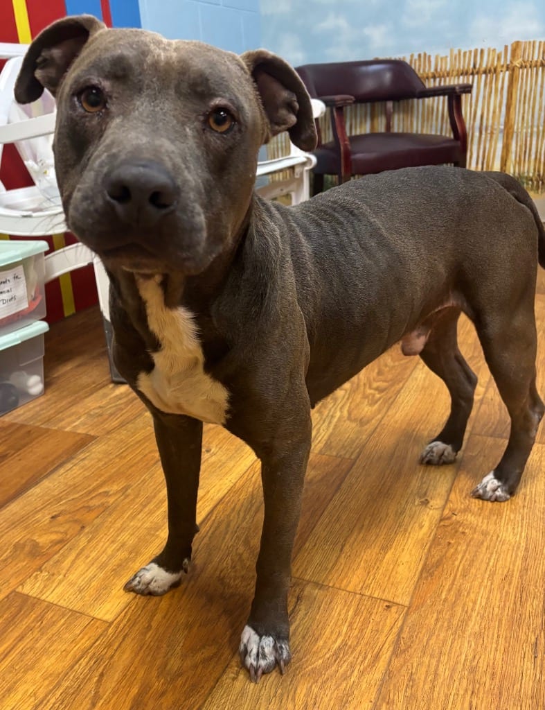 Photo of Jabarkus, adoptable Mixed Breed in Ocala, Florida
