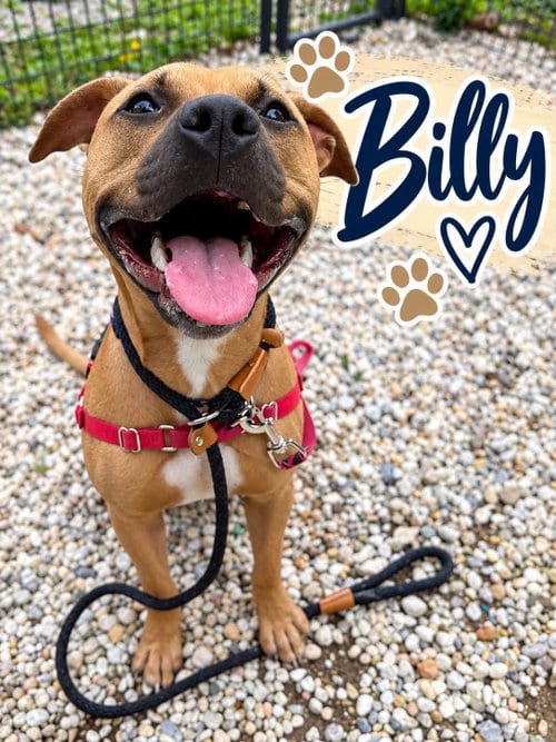 Photo of Billy, adoptable Pit Bull Terrier in Jackson, New Jersey