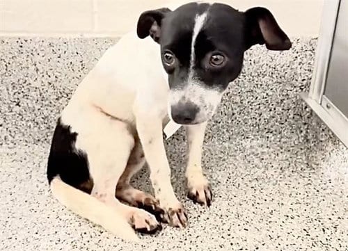 Photo of Ziggy, adoptable Rat Terrier in Houston, Texas