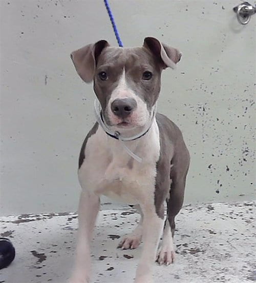 Photo of Lena, adoptable American Staffordshire Terrier in Houston, Texas