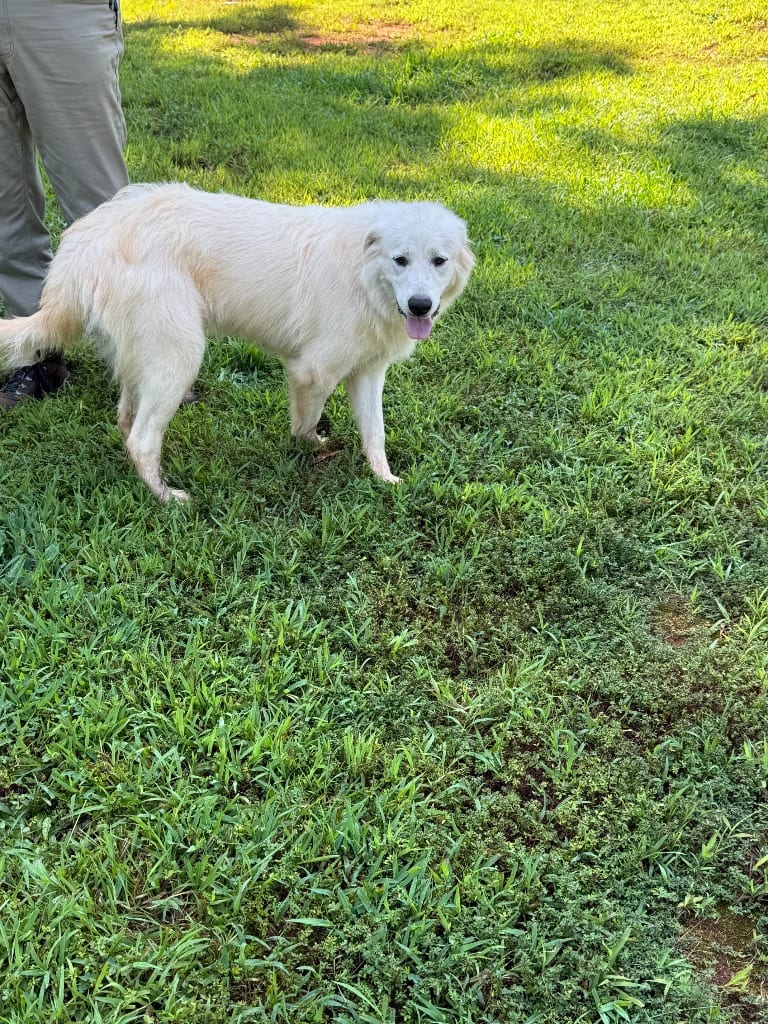 Photo of Found Animal 2, adoptable Great Pyrenees in Douglasville, Georgia