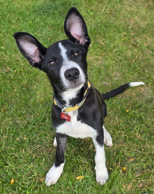 Photo of Pooky, adoptable Border Collie in Sedalia, Colorado