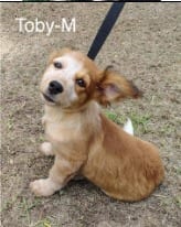 Photo of Toby, adoptable Terrier in West Bloomfield, Michigan