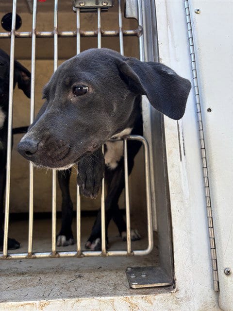 Photo of A481599, adoptable Pit Bull Terrier in Oklahoma City, Oklahoma
