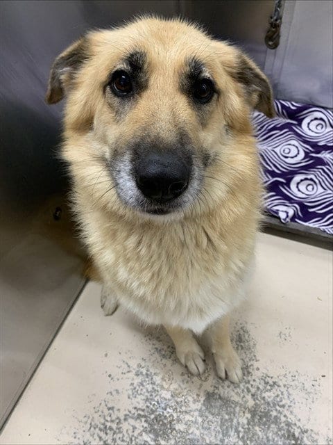 Photo of Sugar Plum, adoptable German Shepherd Dog in Fairbanks, Alaska