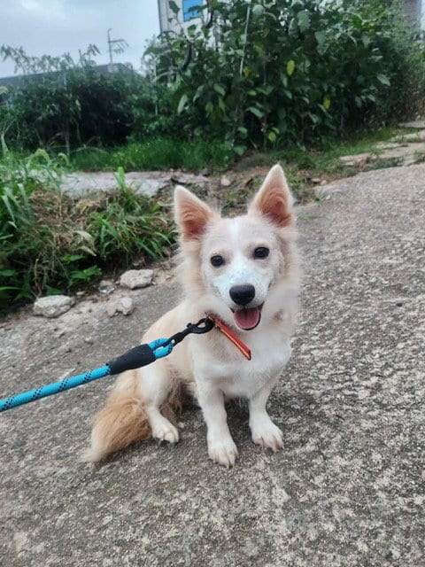 Photo of Jane, adoptable Spitz in Agoura Hills, California