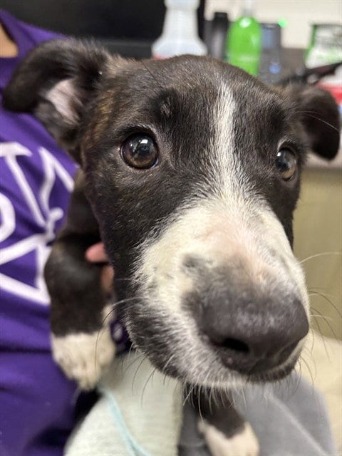Photo of Molly, adoptable Pit Bull Terrier in Plano, Texas