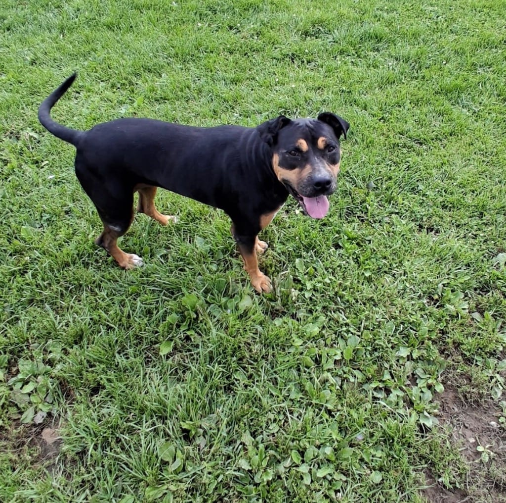 Photo of Freya, adoptable Pit Bull Terrier in New Cumberland, West Virginia