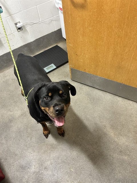 Photo of Chelsea, adoptable Rottweiler in Forestville, Maryland
