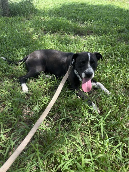 Photo of Aurora, adoptable Bull Terrier in Sheridan, Texas