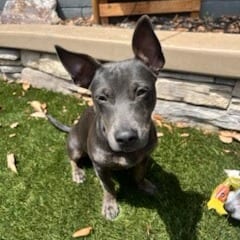 Photo of Zelda, adoptable Mixed Breed (Small) in Oceanside, California