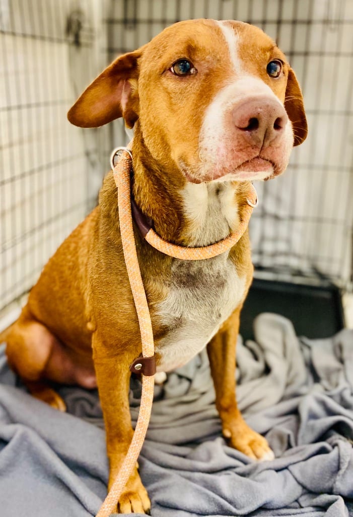 Photo of Towie, adoptable Mixed Breed in Chickamauga, Georgia