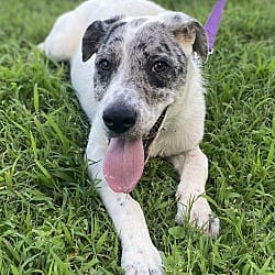 Photo of Liberty, adoptable Catahoula Leopard Dog in Chicopee, Massachusetts