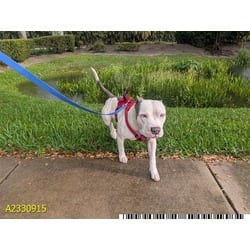 Photo of Bocelli, adoptable Mixed Breed (Medium) in West Palm Beach, Florida