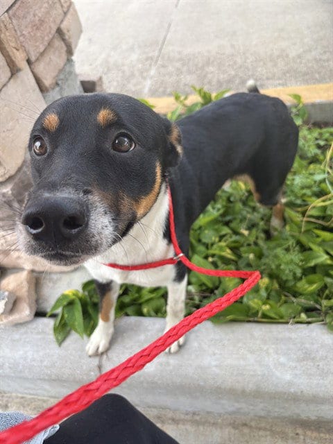 Photo of Hefley, adoptable German Shepherd Dog in Pasadena, Texas