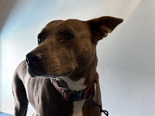 Photo of A171877, adoptable Pit Bull Terrier in Bakersfield, California