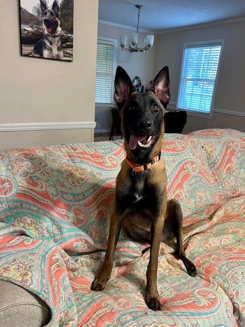 Photo of Voss - Located in Georgia, adoptable Belgian Shepherd Malinois in Imlay City, Michigan