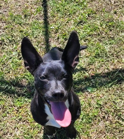 Photo of Salem, adoptable Terrier in Panama City, Florida