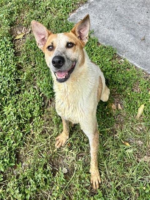 Photo of Terry, adoptable Australian Shepherd in Fort Myers, Florida