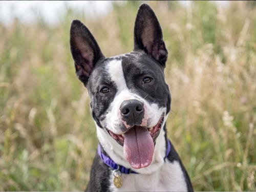 Photo of Pachuco, adoptable Pit Bull Terrier in Denver, Colorado