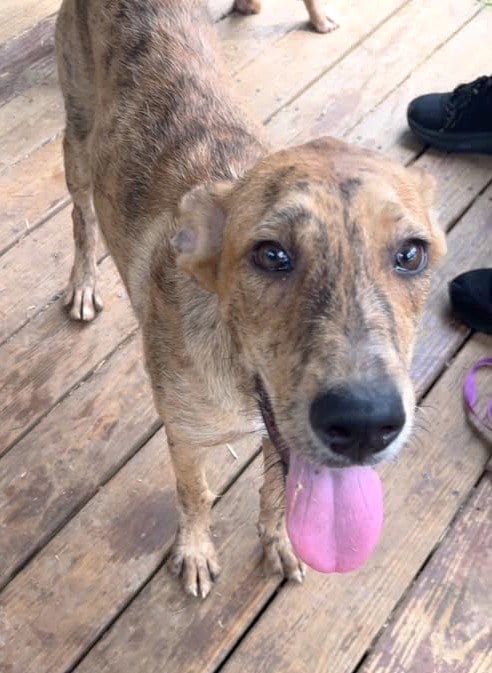Photo of Andy, adoptable Australian Cattle Dog/Blue Heeler in Wetumpka, Alabama