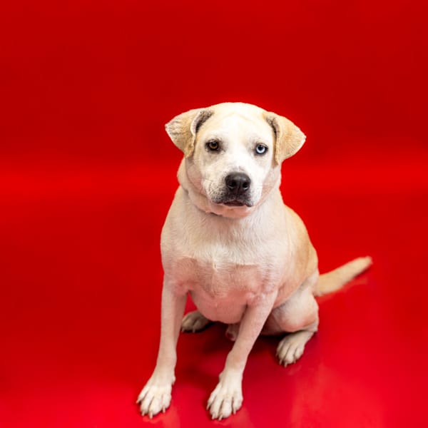 Photo of Lucky, adoptable Labrador cross in Lawrenceville, Georgia