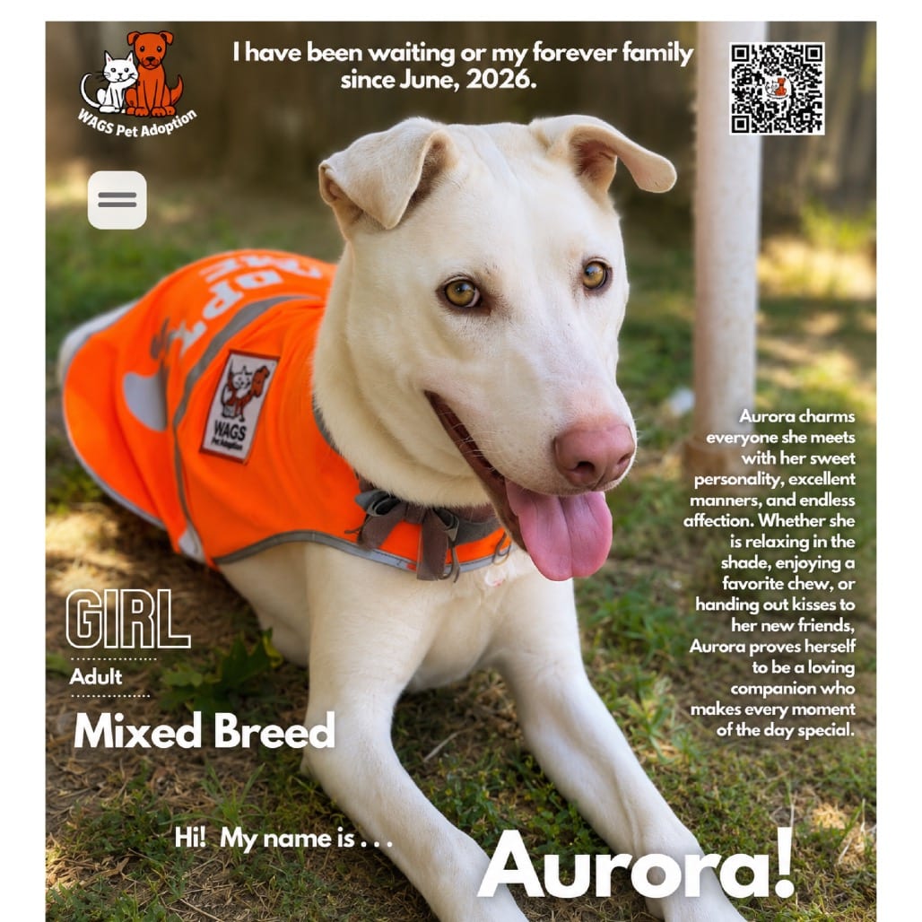 Photo of Aurora, adoptable Mixed Breed (Medium) in Westminster, California