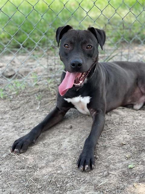 Photo of Turtle, adoptable Labrador Retriever in Conroe, Texas