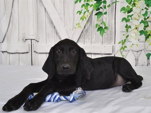Photo of Trigger, adoptable Weimaraner in Oroville, California