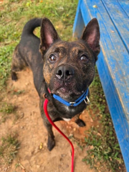 Photo of Tom Tom, adoptable dog in Baltimore, Maryland