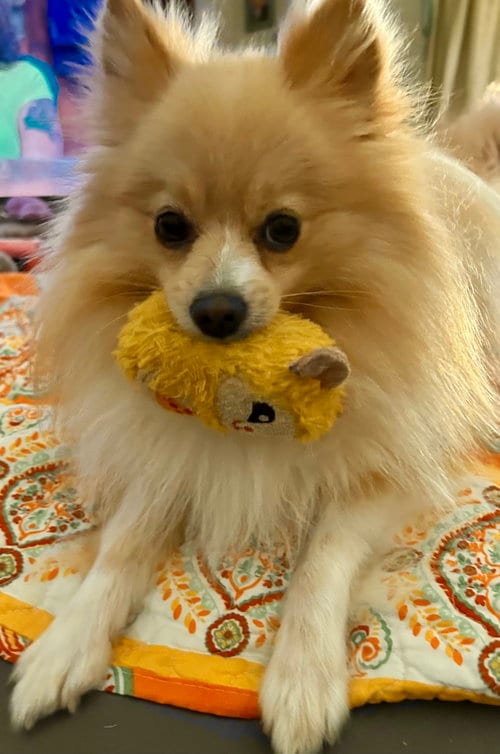 Photo of Bruno, adoptable Pomeranian in Garland, Texas