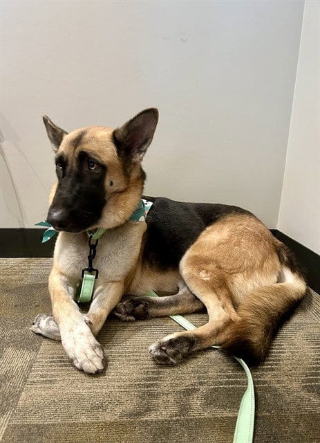 Photo of Brandy, adoptable German Shepherd Dog in Phoenix, Arizona