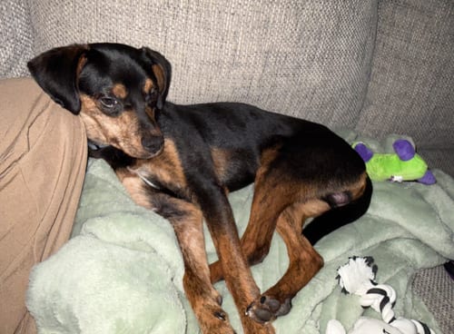 Photo of Ricky FOSTER NEEDED, adoptable Unknown breed in Buffalo, Minnesota