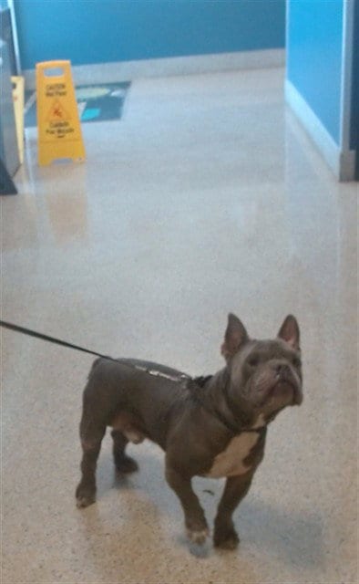 Photo of Miles, adoptable French Bulldog in Miami, Florida