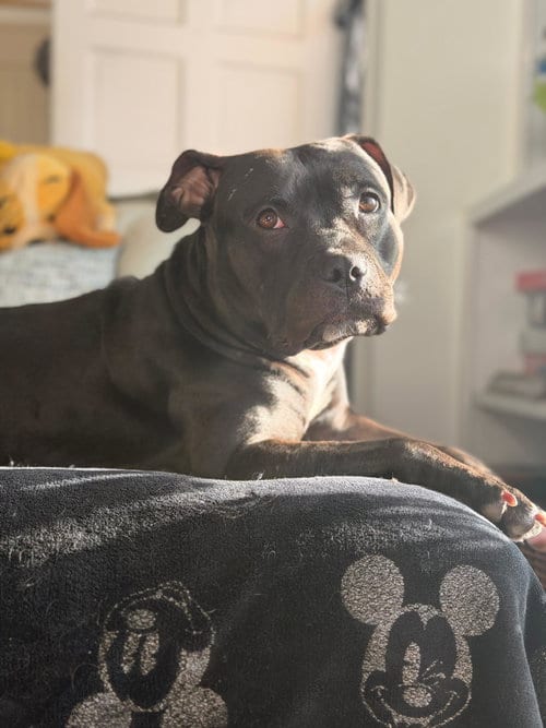 Photo of Emma, adoptable Pit Bull Terrier in Chula Vista, California