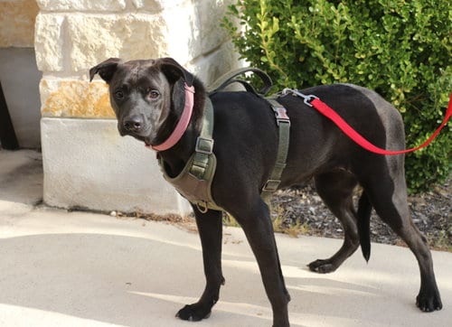Photo of Enya, adoptable Labrador Retriever in Pflugerville, Texas