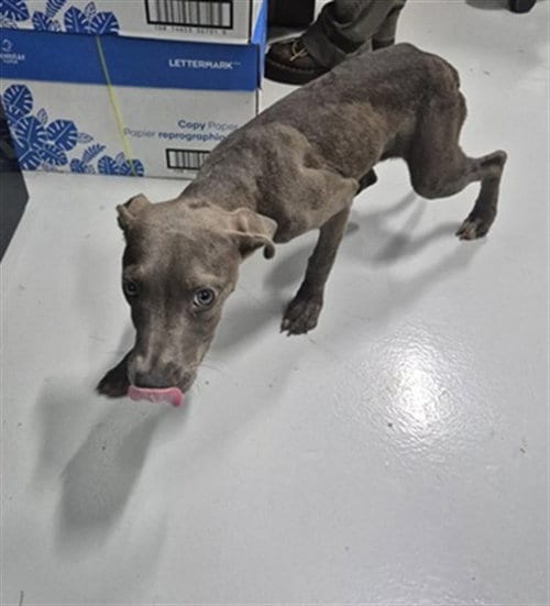 Photo of A080410, adoptable Pit Bull Terrier in Temple, Texas