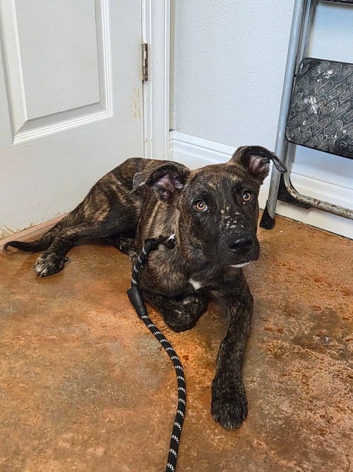 Photo of Astrid, adoptable Plott Hound in Bolivar, Missouri